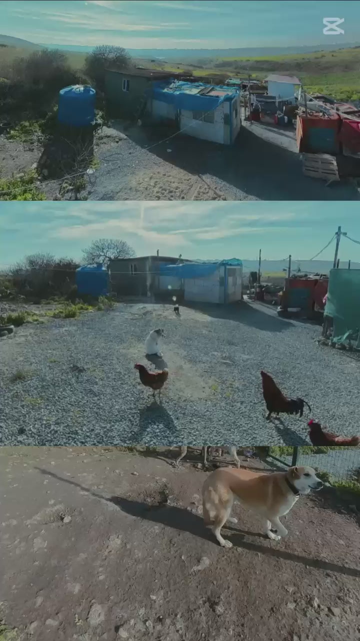 Videoyu yükle: 